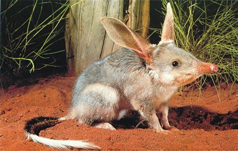 Meet the Endangered Adorable Bilby | Endangered animals, Animals ...