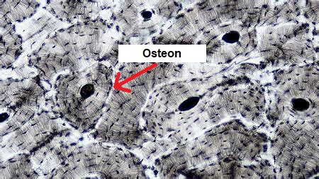 Osseous Tissue | Function, Location & Structure - Lesson | Study.com