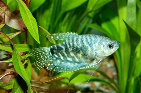 13 Popular & Beautiful Types of Gourami (Species Guide)