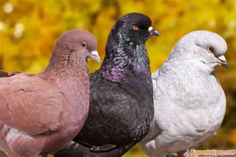 King Pigeons: Breed Standard and History