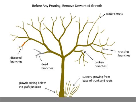 Grafting Fruit Trees, Espalier Fruit Trees, Grafting Plants, Trees And Shrubs, Fruit Trees ...