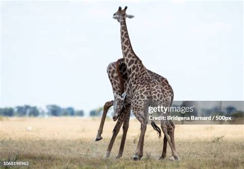 233 Giraffe Fight Stock Photos, High-Res Pictures, and Images - Getty ...