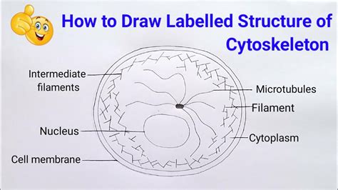 how to draw structure of cytoskeleton step by step in easy way | cytoskeleton - YouTube