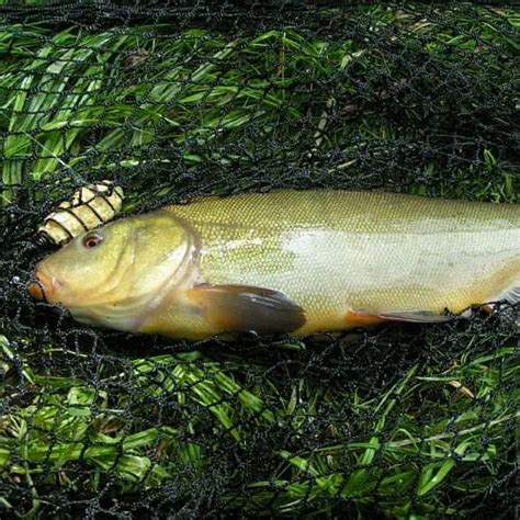 Can You Eat Tench? (Facts & Nutrition) - Pond Informer