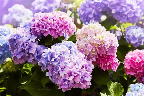 Five summer flowers worth traveling Japan for - fromJapan