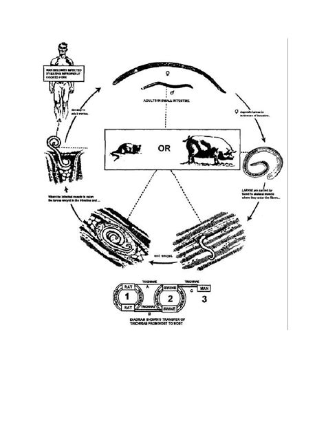 Trichinella Spiralis Life Cycle