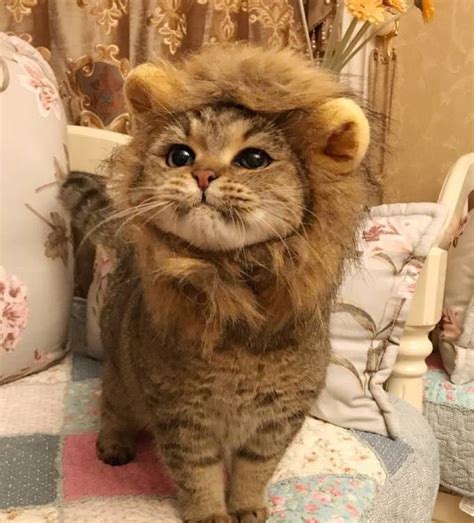 Lion-looking cat : r/aww