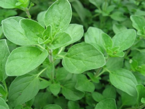 Growing Marjoram | ThriftyFun