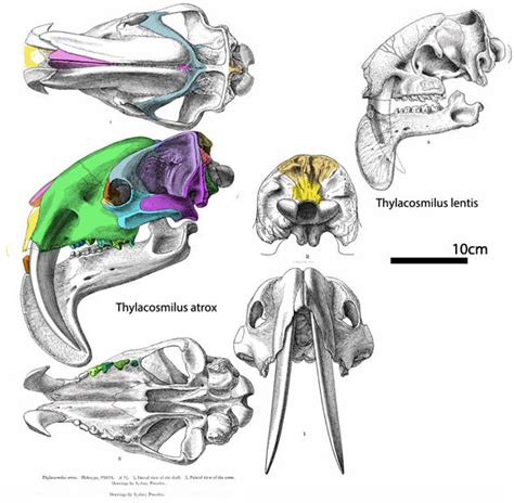 Pucadelphys, Hapalodectes IVPP V5235, Barbourofelis, Patagosmilus and Thylacosmilus