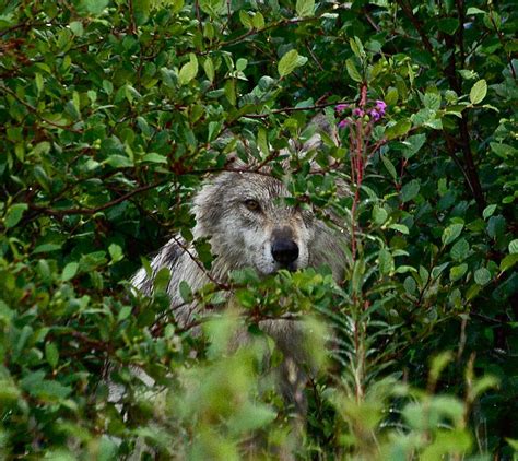 Labrador Wolf Photograph by Richard Majeau