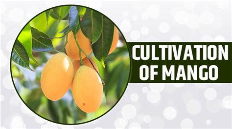 Mango Farming in India 2024 – Types & Benefits of Mango