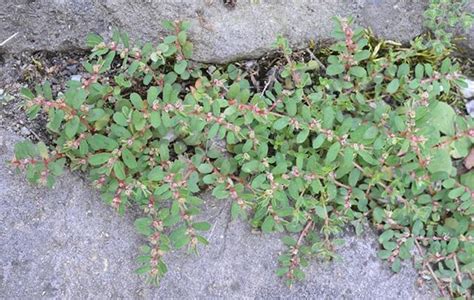 Spotted Spurge - Weed Control - Spring Touch Lawn & Pest Control