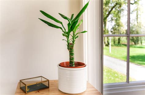 Corn Plant (Dracaena): Plant Care & Growing Guide