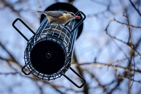 How to Feed Birds Safely This Winter | Audubon