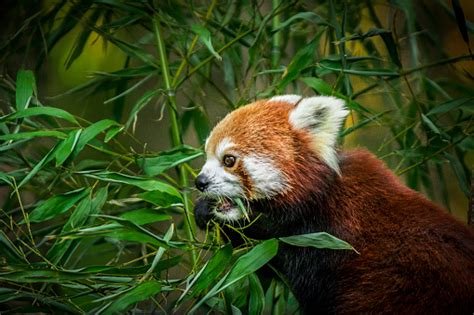 Red Panda Eating Bamboo Leaves Stock Photo - Download Image Now - iStock