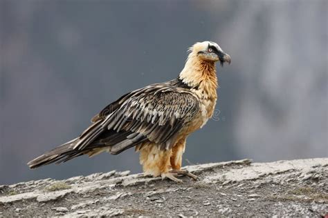 Lammergeier or Lammergeyer or Bearded Vulture, Stock Image - Image of fauna, feather: 34027935