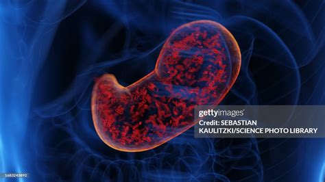 Stomach Infection Illustration High-Res Vector Graphic - Getty Images