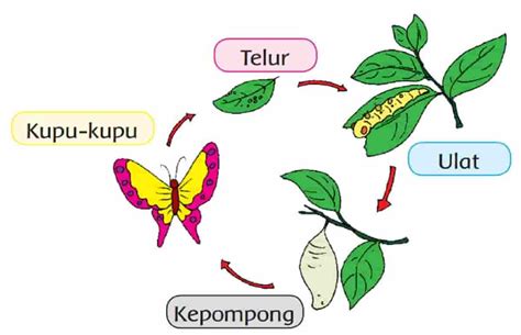 Ceritakan Setiap Tahapan Daur Hidup Kupu Kupu Menggunakan Kalimatmu ...