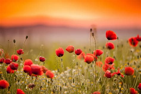 Memorial Day Red Poppies: History of the Flower for Remembrance