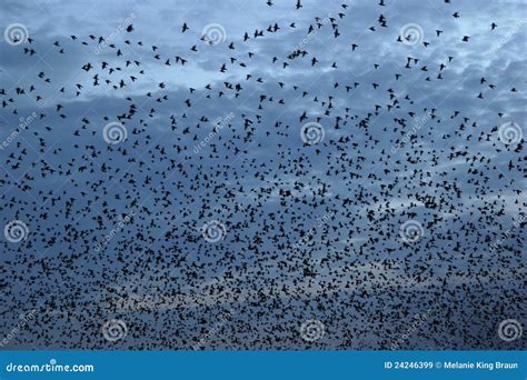 Flock of birds stock image. Image of bird, thousands - 24246399