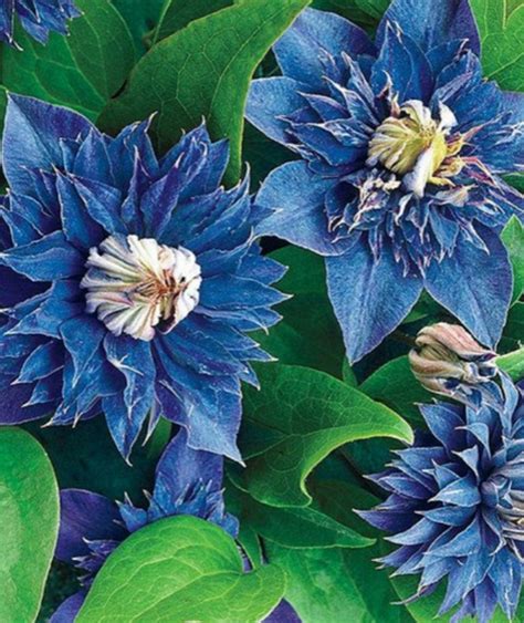 25 Pcs Clematis Perennial Flower Seeds, Double Blue Clematis Seeds