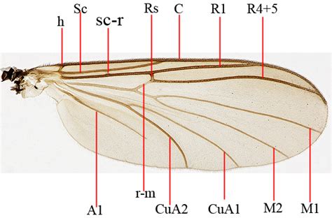 Diptera.info - Discussion Forum: Mycetophilidae - wing