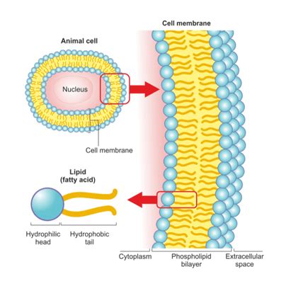 Feeling Run Down? Consider Cellular Membrane Repair - Boise Natural Health Clinic