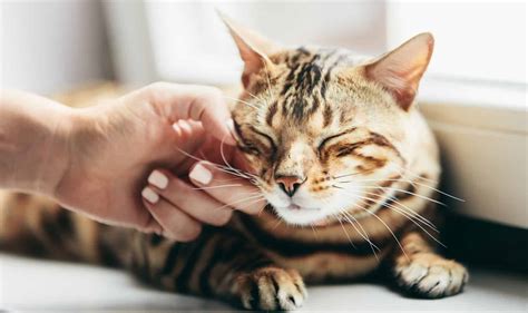 Is Your Cat Asking to be Pet? [A Look at All Things Petting Related]