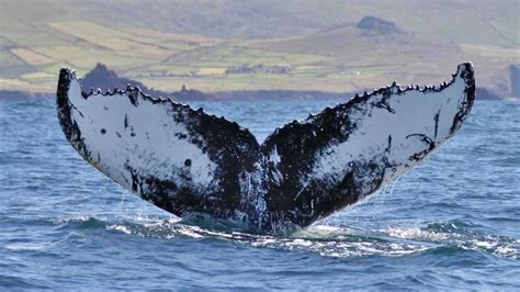 Humpback whales breeding ground found off west Africa