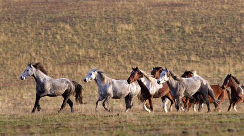 Brumby cull: Parks Victoria calls for contractors to ground shoot horses | The Weekly Times