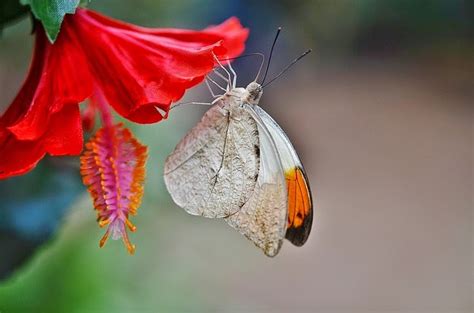 Butterfly Nectar Plants | A Mountain Mama's Epicure