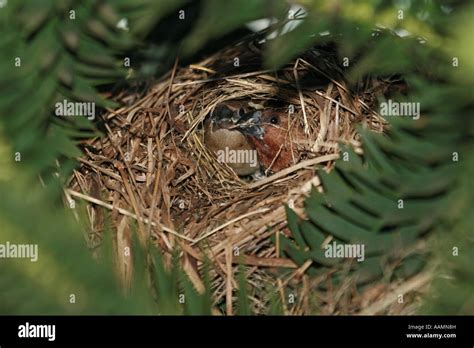 Birds peeping put of the nest. These birds are Scaly breasted Munia's, similar to Mannikins in ...