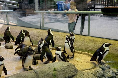 Endangered penguins splash it up in new digs at Camden's Adventure Aquarium