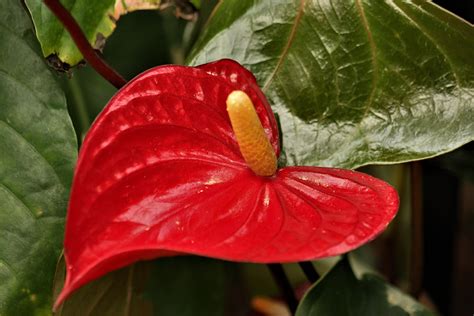 Red Anthurium Close-up Free Stock Photo - Public Domain Pictures