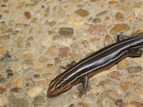 Endangered Education: Wildlife Wednesday: Five-Lined Skink