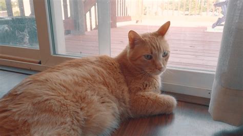 Furry Cat on the floor image - Free stock photo - Public Domain photo - CC0 Images