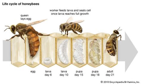 Honeybee | Honey bee life cycle, Life cycles, Bee life cycle