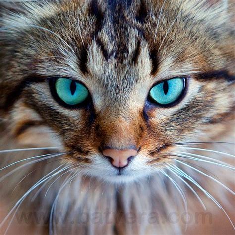 Beautiful kitty with turquoise eyes