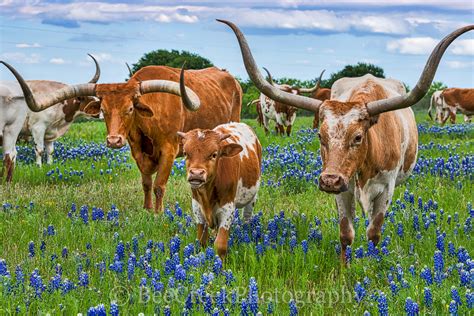 Texas Longhorns and Bluebonnets