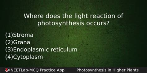 Where does the light reaction of photosynthesis occurs - NEETLab