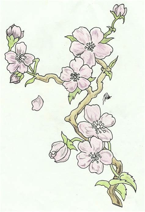 Cherry Blossom Branch Drawing at GetDrawings | Free download