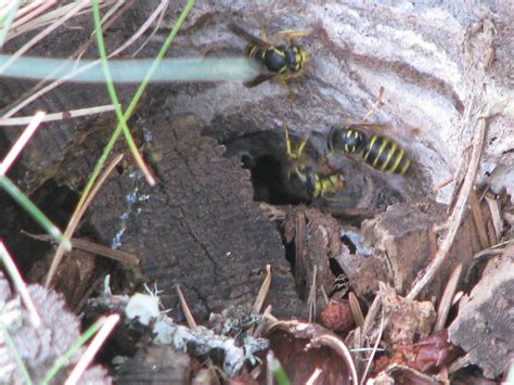 'Bugs News: Underground-Nesting Yellowjacket Wasps