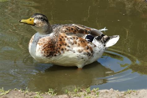 Silver Appleyard Ducks: A Delightful and Versatile Breed - The Poultry Feed