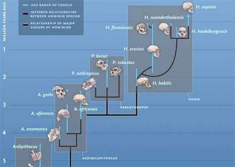 Human Family Tree | Human family tree, Evolution, Human evolution