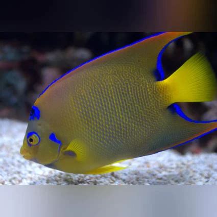 Queen Angelfish - Tropical Live Fish Store