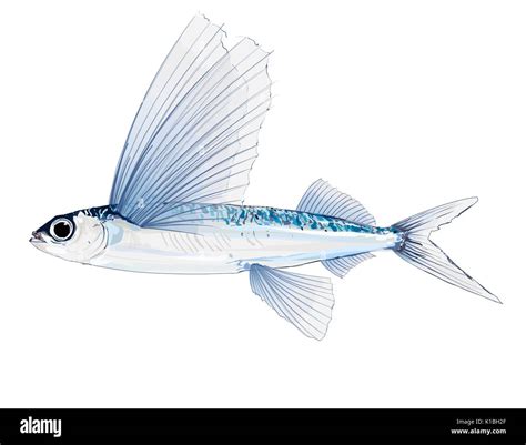 Flyingfish hi-res stock photography and images - Alamy