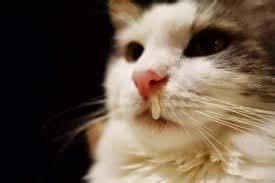 Runny Nose In Cats: Is It Really A Cause For Concern? - Cat Lovers