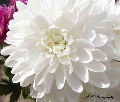 Blog not found | White chrysanthemum, Chrysanthemum, Flowers