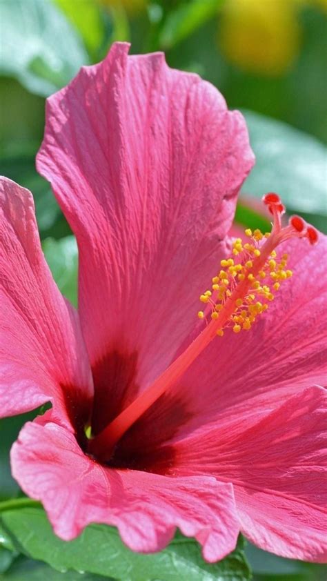 iPhone Hibiscus Wallpaper - KoLPaPer - Awesome Free HD Wallpapers