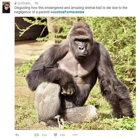 #JusticeForHarambe Tweet | Harambe the Gorilla | Know Your Meme